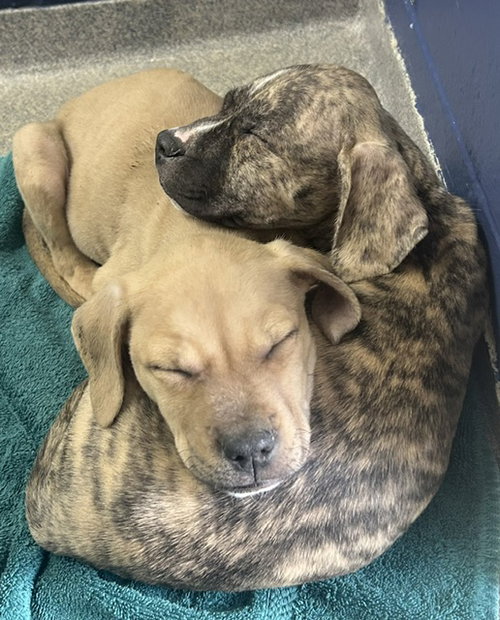 Kimlee 2 months male AVAILABLE 5/20, an adoptable Unknown breed in Sterling, MA