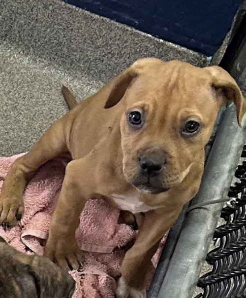 Kimber 2 months male AVAILABLE 5/20, an adoptable Unknown breed in Sterling, MA