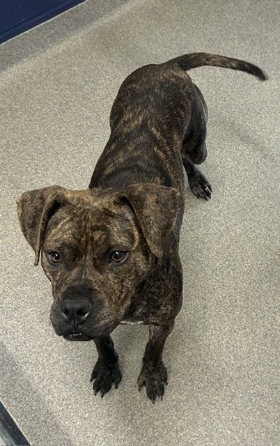 Poppy 2 years female AVAILABLE 5/20, an adoptable Unknown breed in Sterling, MA