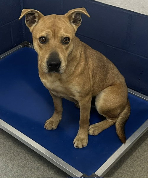 Boy 2 years AVAILABLE 5/20, an adoptable Unknown breed in Sterling, MA