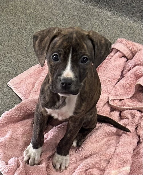Kimba 2 months AVAILABLE 5/20, an adoptable Unknown breed in Sterling, MA