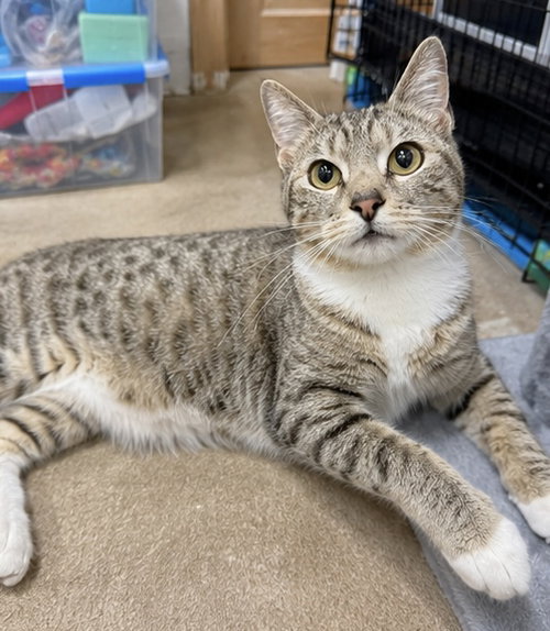 Greta 2 years AVAILABLE 5/21, Domestic Short Hair / Mixed, cat for adoption in Chicopee, Massachusetts