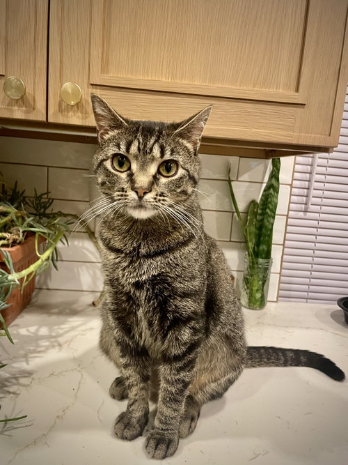 Marty 2 years AVAIALBLE 5/21, an adoptable Domestic Short Hair in Sterling, MA