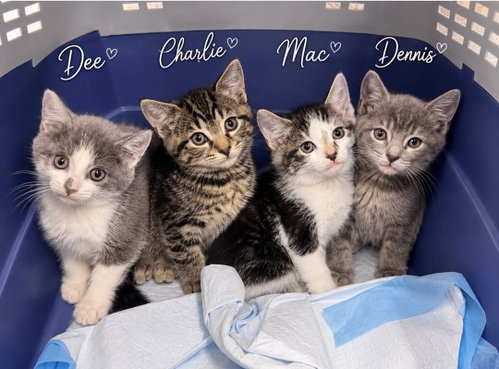 Charlie 1 month male AVAILABLE 5/21, an adoptable Domestic Short Hair in Sterling, MA