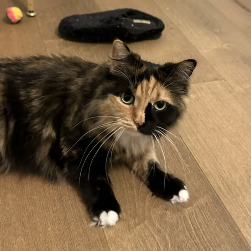 Bootsy 2 years female AVAILABLE 5/21, an adoptable Domestic Medium Hair in Sterling, MA