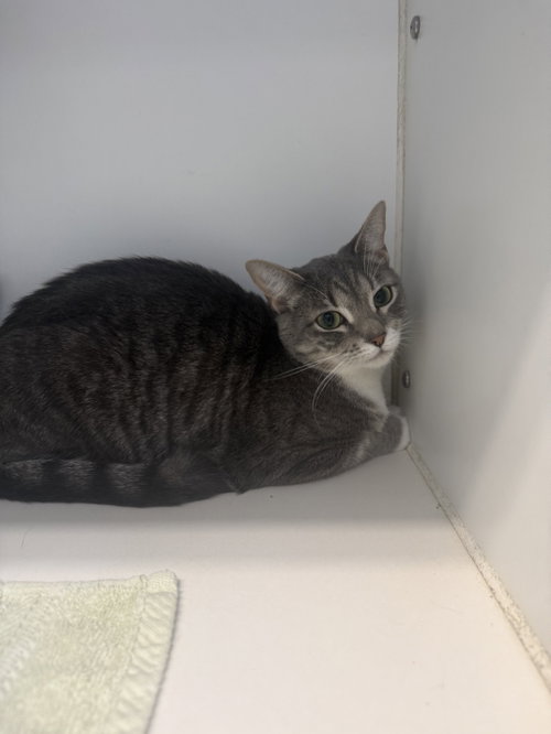 Bowie 1 year female AVAILABLE 5/21, an adoptable Domestic Short Hair in Sterling, MA