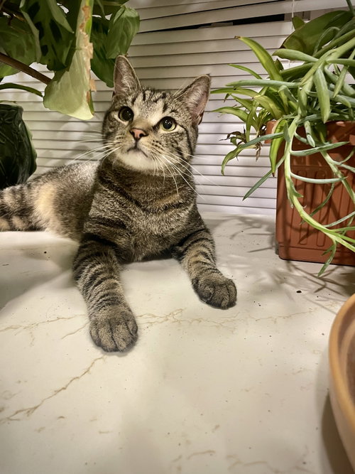 Booker 1 year male AVAILABLE 5/21, Domestic Short Hair / Mixed, cat for adoption in Chicopee, Massachusetts