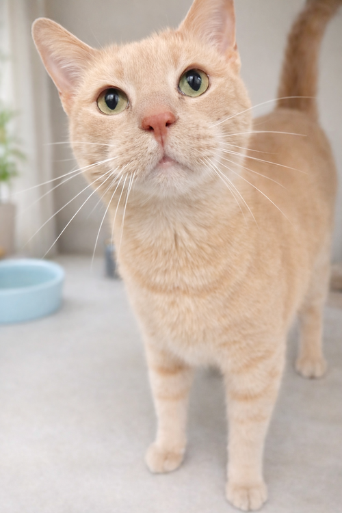Pibbins 5 year male AVAILABLE 5/21, an adoptable Domestic Short Hair in Sterling, MA