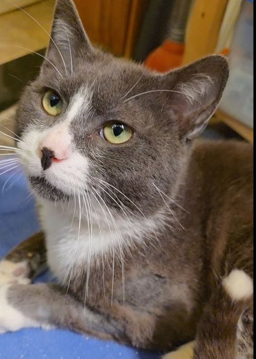Alfred 4 years AVAILABLE 5/21, an adoptable Domestic Short Hair in Sterling, MA