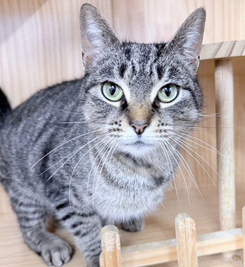 Tovi 1 year female AVAILABLE 5/21, Domestic Short Hair / Mixed, cat for adoption in Chicopee, Massachusetts