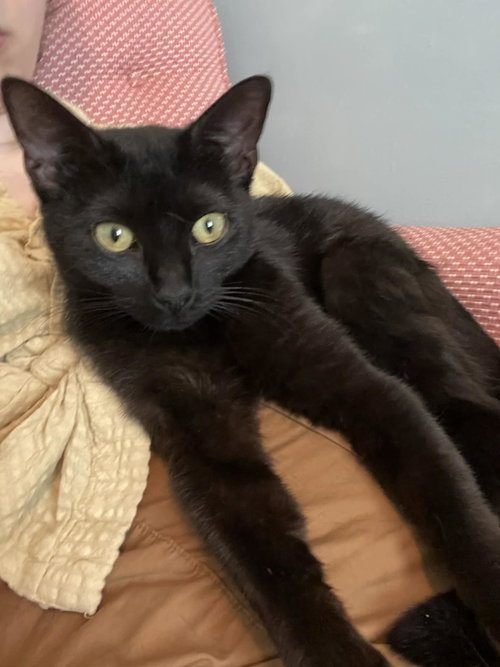 Sue 1 year AVAILABLE 5/21, an adoptable Domestic Short Hair in Sterling, MA