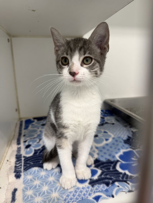 Thistle 8 weeks old male, Baby Domestic Short Hair / Mixed, cat for adoption in Medford, Massachusetts