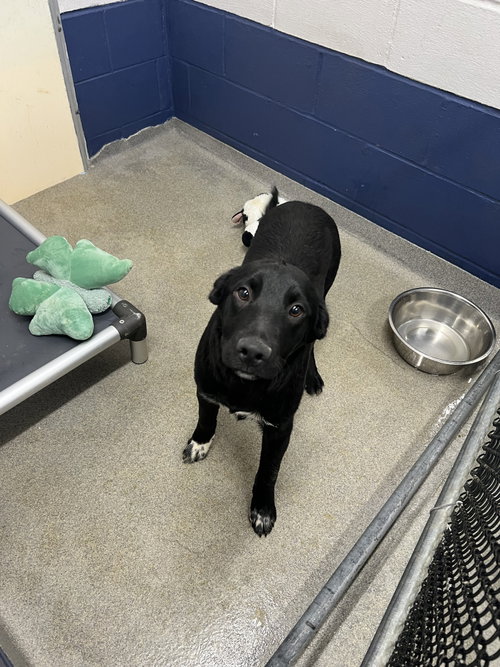 Wrangler 6 months male AVAIALBLE 5/27, an adoptable Australian Shepherd in Sterling, MA