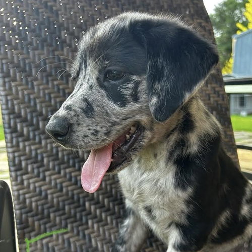 oakley - 11 weeks ( Avail 6/3)