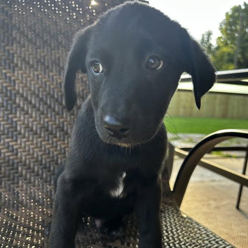 oscar - 11 weeks ( avail 6/3)