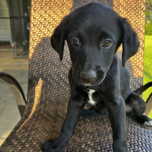 ollie - 11 weeks ( Avail 6/3)