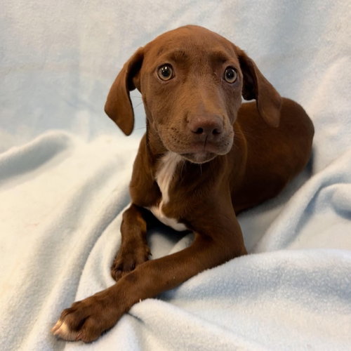 kissa - 12 weeks ( Avail 6/3)