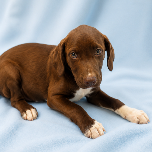 kingston - 12 weeks ( Avail 6/3)