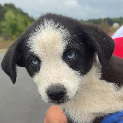 panda - 5 months ( Avail 6/4)