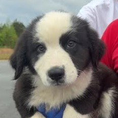 bruno - 5 months ( Avail 6/4)