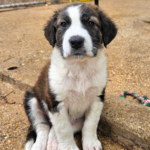 merle - 3 months ( Avail 6/4)