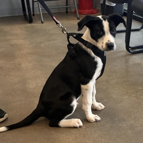 beau - 4 months ( Avail 6/4)