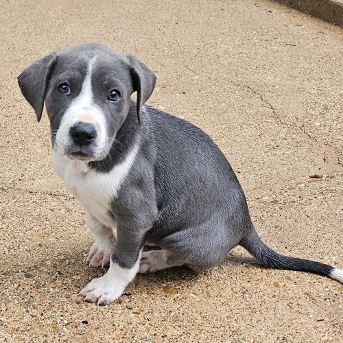 luna - 3 months ( avail 6/4)