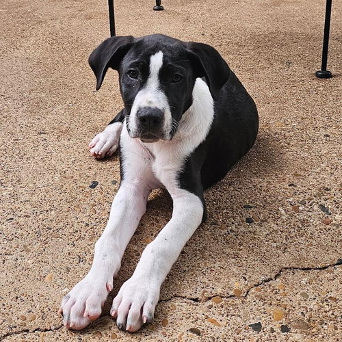 booker - 3 months ( Avail 6/4)