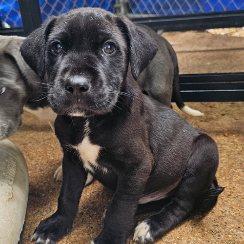 cook - 3 months ( Avail 6/4)