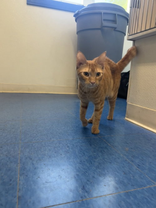 Gigi - 2 Years female