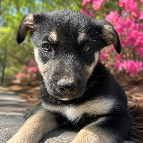 Ashley 3 months AVAILABLE 6/10