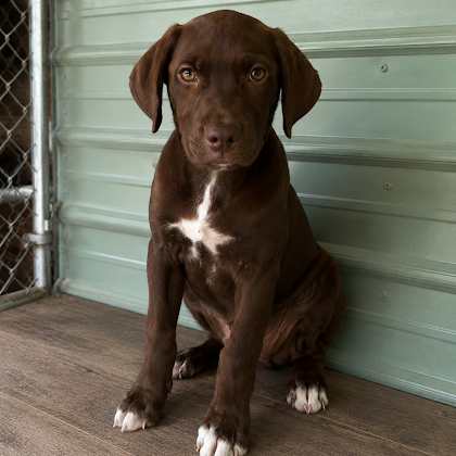 Knox 3 months AVAILABLE 6/10