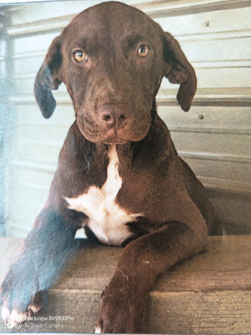 Kobe 3 months AVAILABLE 6/10