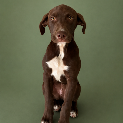 Kiwi 3 months AVAILABLE 6/10