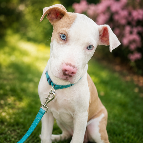Piglet 3 months male AVAILABLE 6/10
