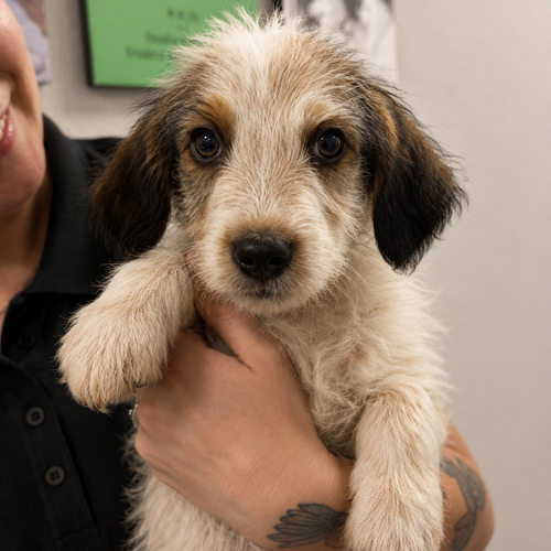 Wrangler 2 months AVAILABLE 6/10