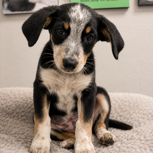 Scout 2 months AVAILABLE 6/10