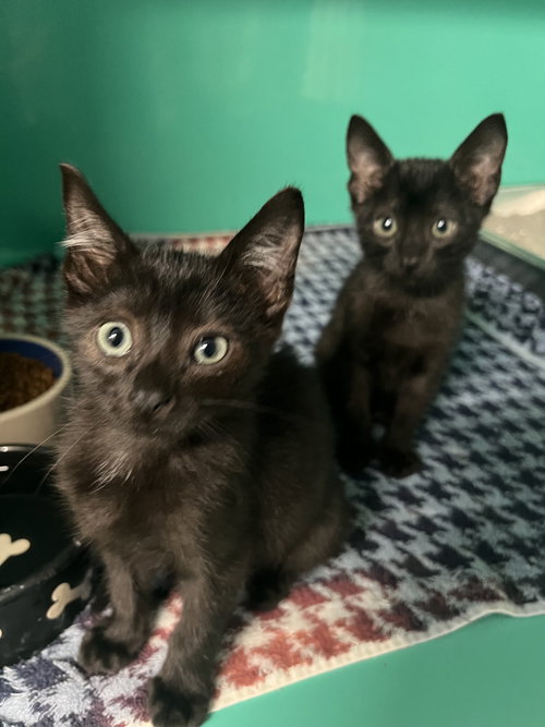 Nuggett and Sprout 10 weeks males AVAILABLE 6/10