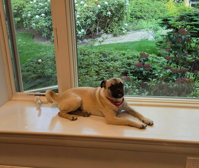pixel 7 months (In foster)