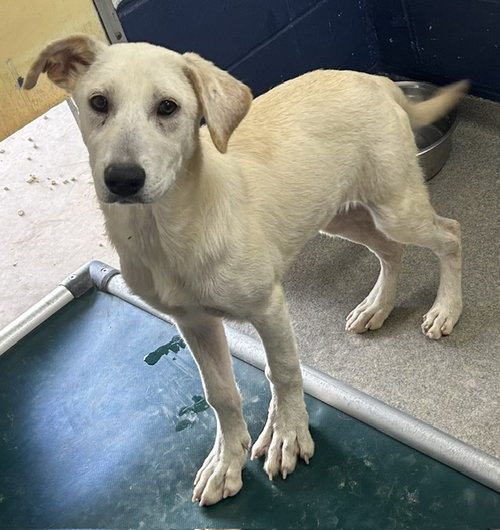 Jane 4 months AVAILABLE 6/17