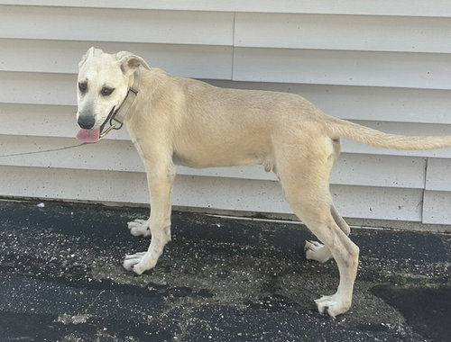 Gavin 4 months, an adoptable Great Pyrenees in Sterling, MA