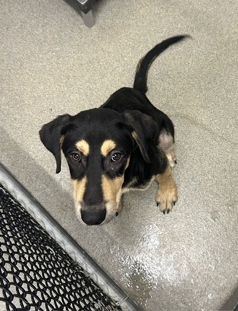 Bruce 4 months AVAILABLE 6/17