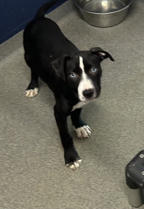 Willy 2 months AVAILABLE 6/17