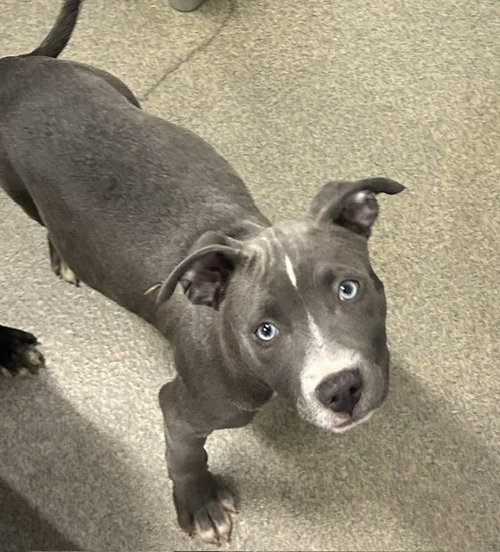 Winnie 2 months AVAILABLE 6/17