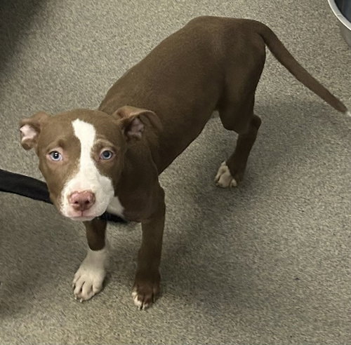 Wilma 2 months AVAILABLE 6/17