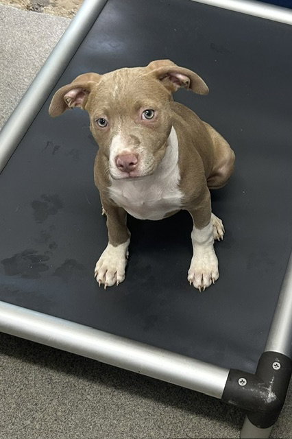 Missy 2 months AVAILABLE 6/17