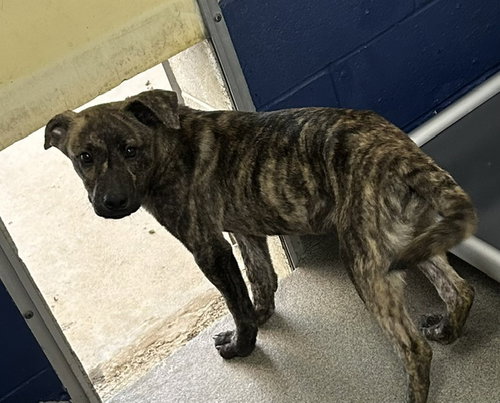 Hemsley 4 months AVAILABLE 6/17