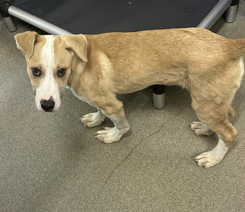 Harley 4 months AVAILABLE 6/17
