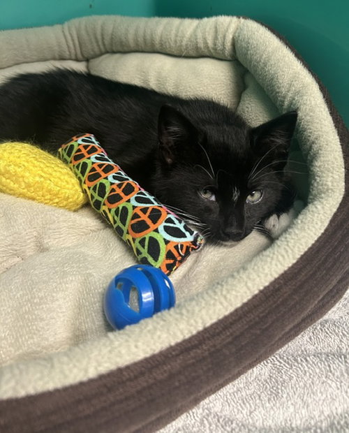 Schmekles 8 weeks old AVAILABLE 6/17