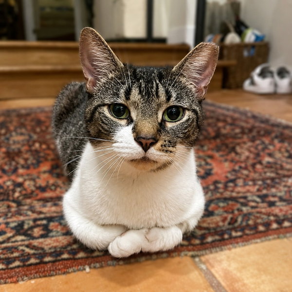 Anna 3 years AVAILABLE 6/24